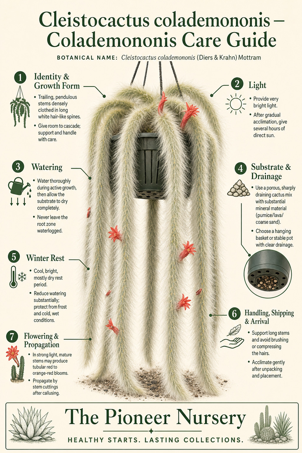 Cleistocactus colademononis monkey tail cactus with long trailing stems covered in dense white hair-like spines, shown in a vertical care guide infographic.