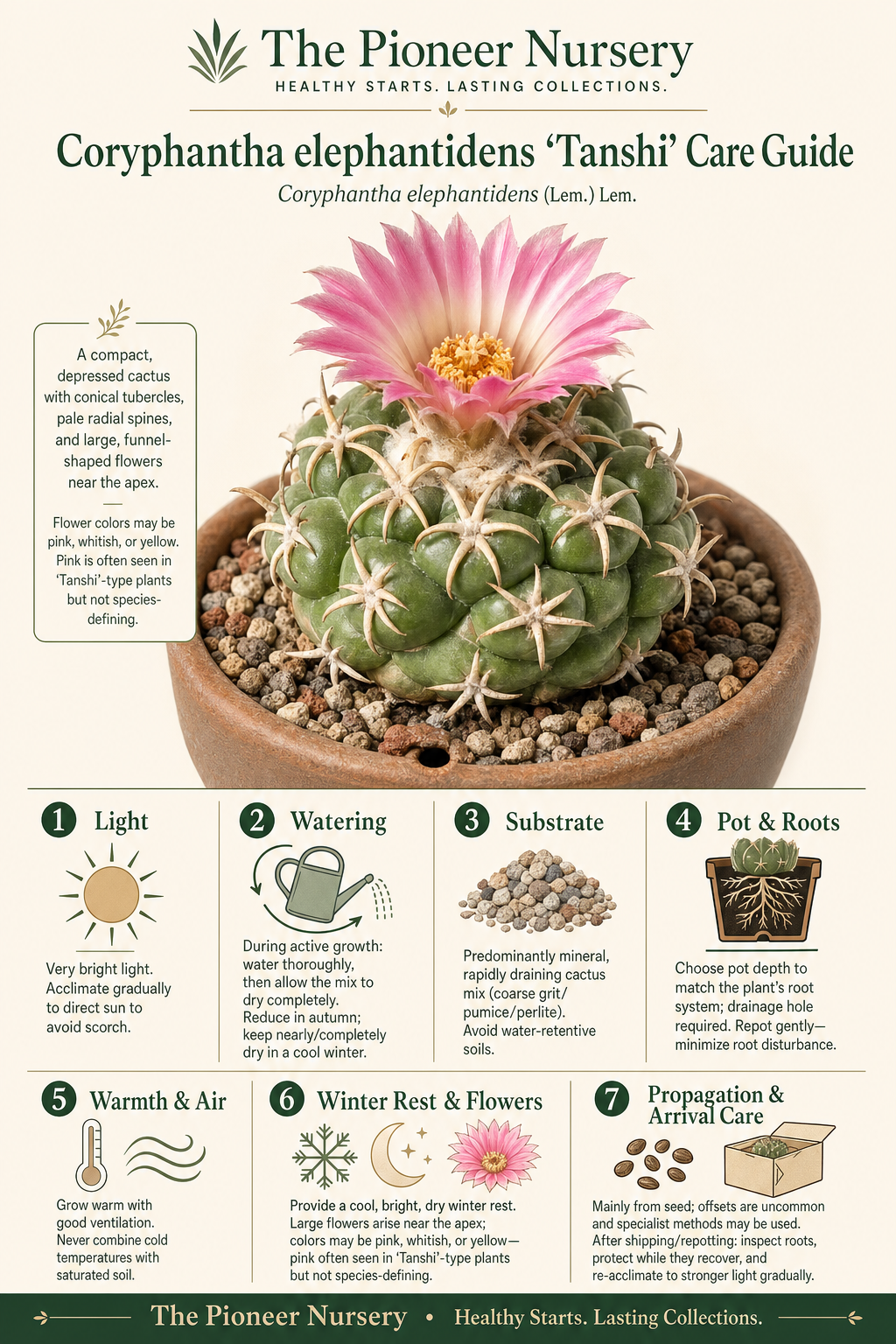 Coryphantha elephantidens ‘Tanshi’ elephant tusk cactus care guide infographic