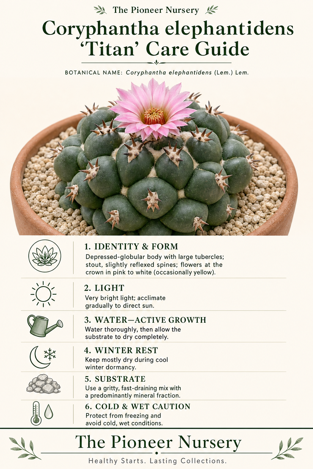 Coryphantha elephantidens ‘Titan’ cactus care guide showing large tubercles, stout reflexed spines, bright-light needs, gritty soil, seasonal watering, and a dry winter rest.