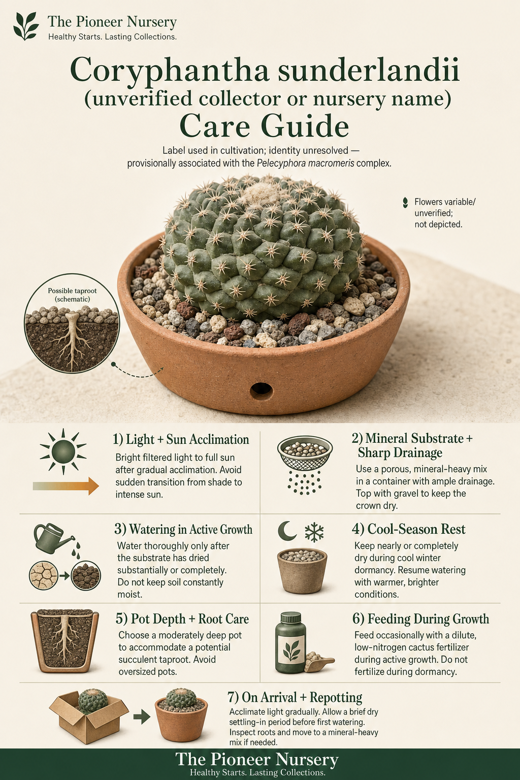 Coryphantha sunderlandii, an unverified collector or nursery name associated with the Pelecyphora macromeris complex, in mineral substrate with a vertical care guide showing light, watering, soil, winter rest, and root-care tips.