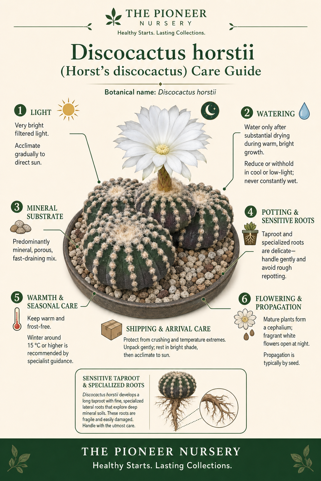Discocactus horstii with a cephalium and care guide illustrating bright light, mineral soil, careful watering, warmth, and sensitive roots.