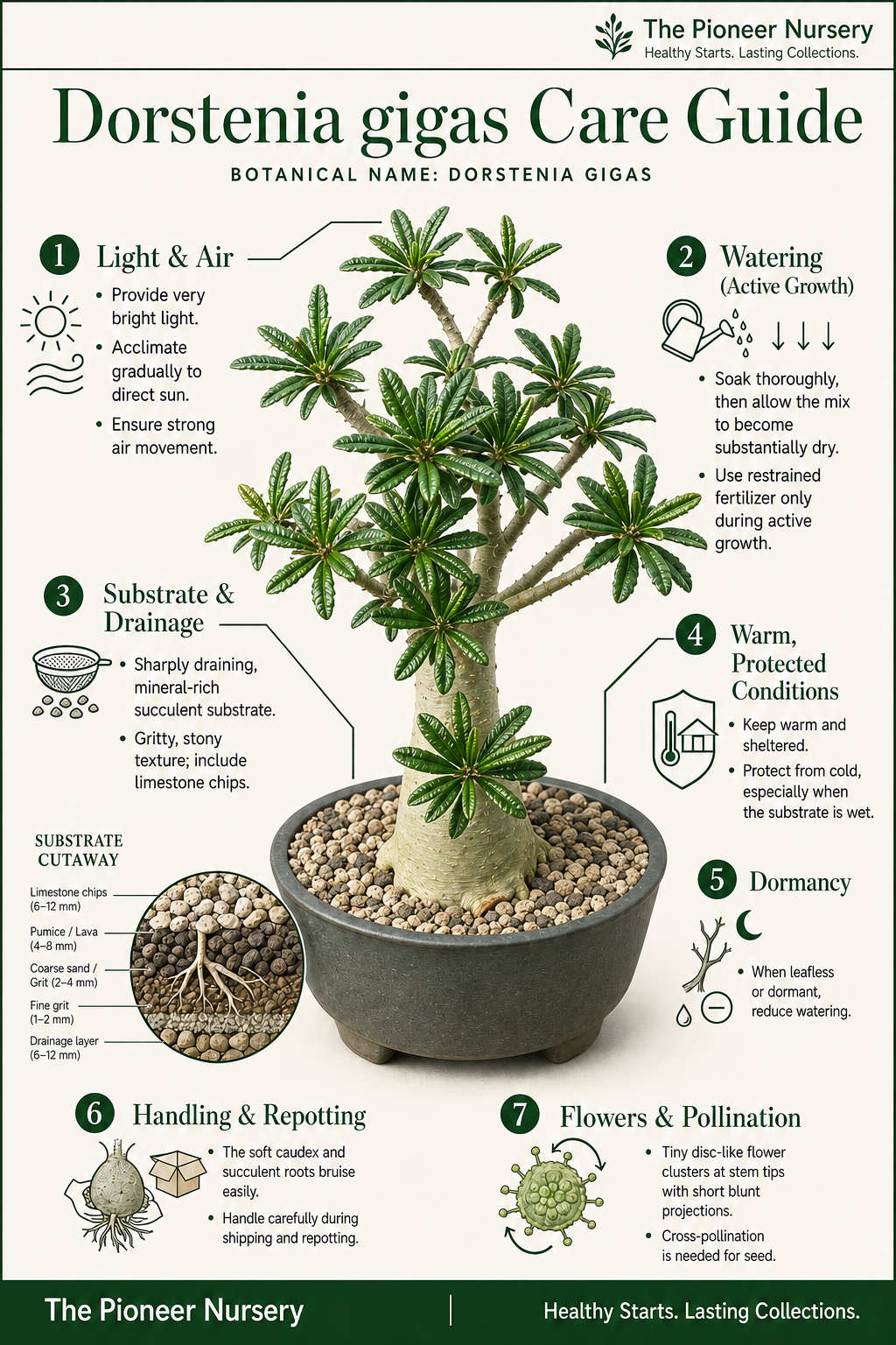 Dorstenia gigas care guide showing a swollen caudex, succulent roots, bright-light setup, sharply draining substrate, and seasonal watering guidance