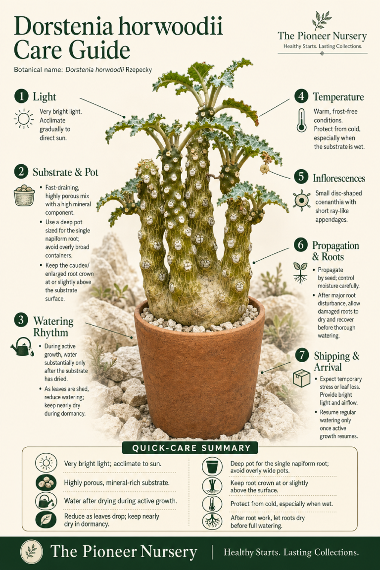 Dorstenia horwoodii care infographic showing its napiform root, bright-light needs, porous mineral substrate, active-growth watering, and dry dormancy care
