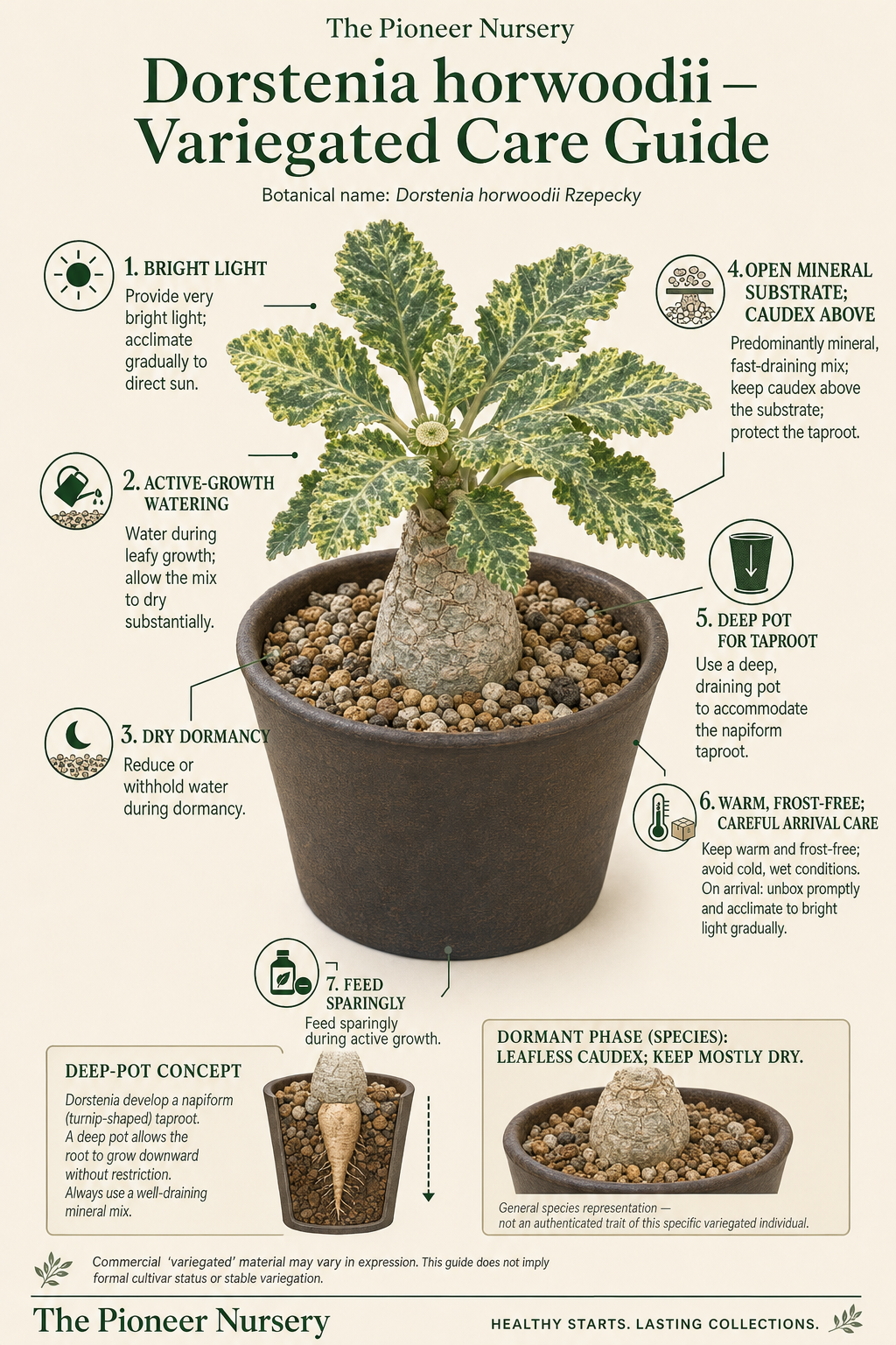 Variegated Dorstenia horwoodii with an enlarged caudex, crisped patterned leaves, and mineral substrate in a vertical care guide.