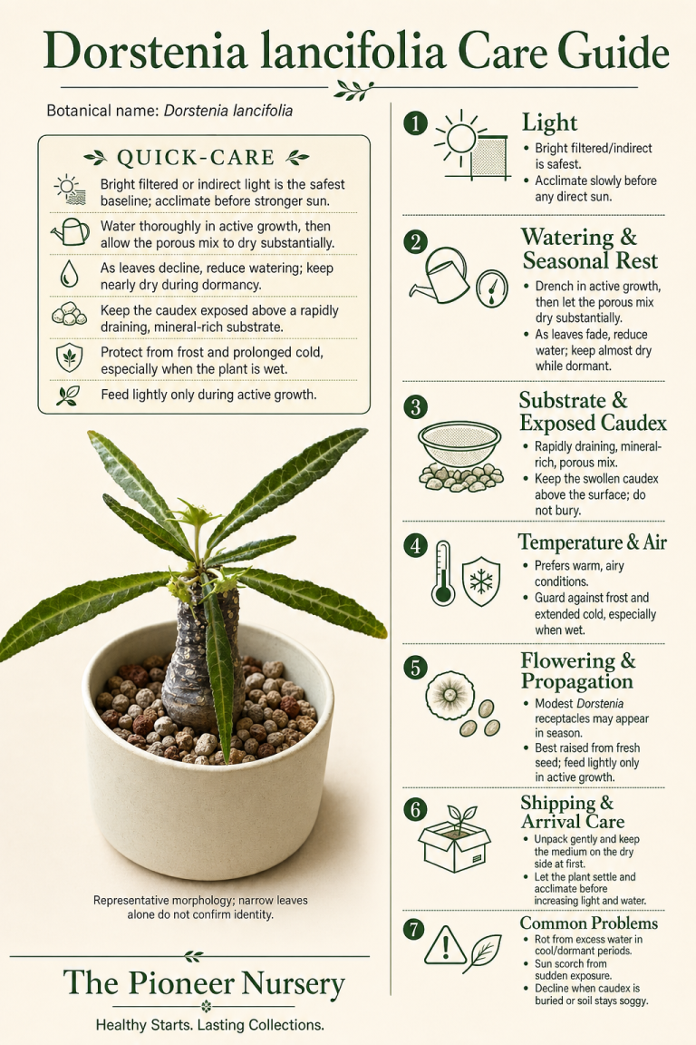 Dorstenia lancifolia care guide showing a swollen exposed caudex and narrow leaves