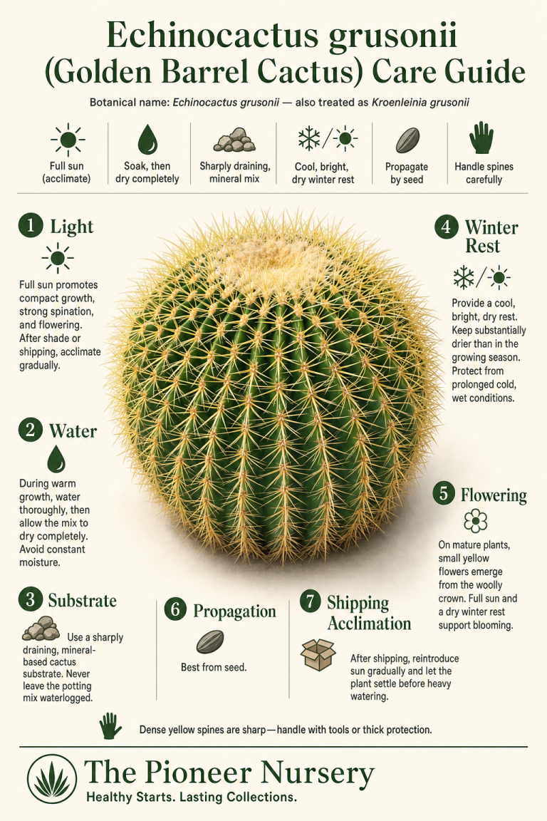 Echinocactus grusonii golden barrel cactus care guide showing its rounded green body, dense yellow spines, full-sun requirements, dry winter rest, and sharply draining soil.