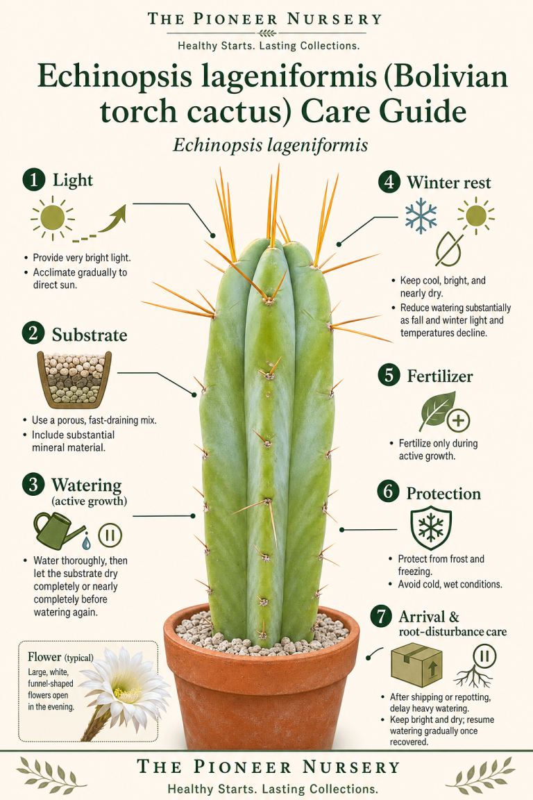 Echinopsis lageniformis, also known as Bolivian torch cactus, shown in a vertical care guide with bright-light, drainage, watering, winter-rest, and shipping-acclimation tips.