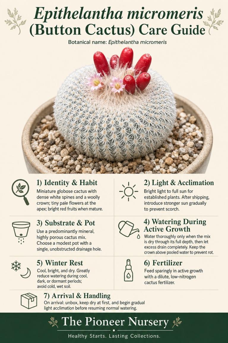 Epithelantha micromeris button cactus with dense white spination, shown in a care guide infographic