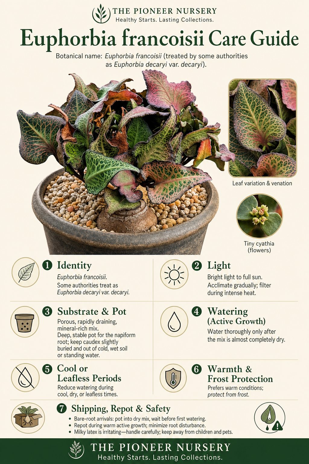 Euphorbia francoisii caudiciform care guide showing its tuberous root, variable leaves, bright-light needs, porous soil, careful watering, and warm growing conditions.
