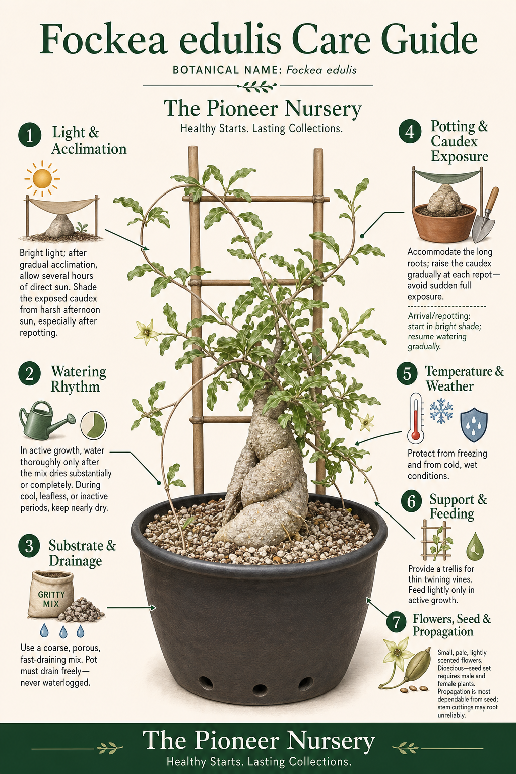 Fockea edulis caudiciform vine with a swollen tuberous caudex, slender climbing stems, and care-guide sections for light, watering, soil, temperature, and propagation.