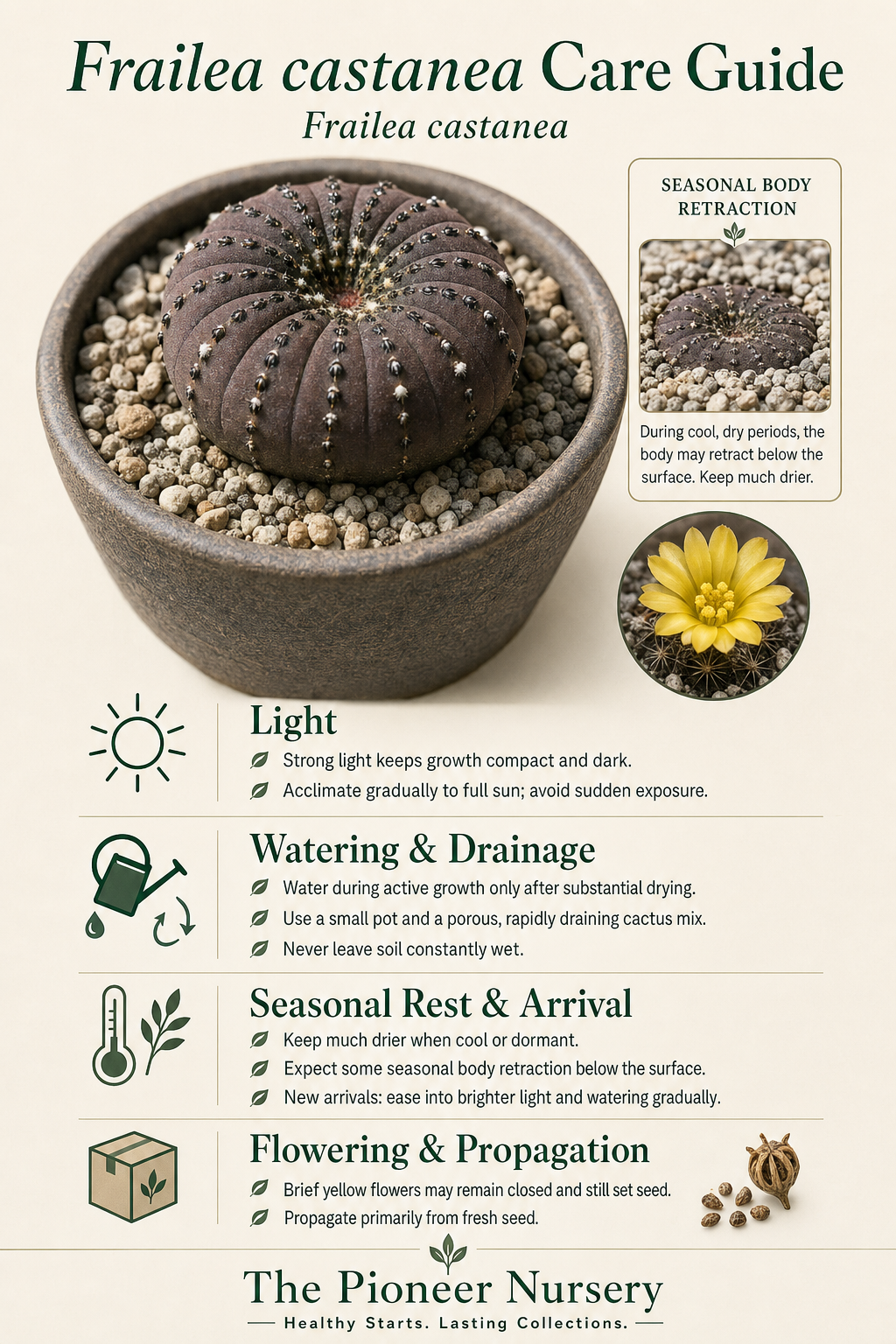 Frailea castanea miniature cactus care guide showing its compact dark reddish-brown body, gradual light acclimation, seasonal retraction, yellow flowers, and fast-draining substrate.