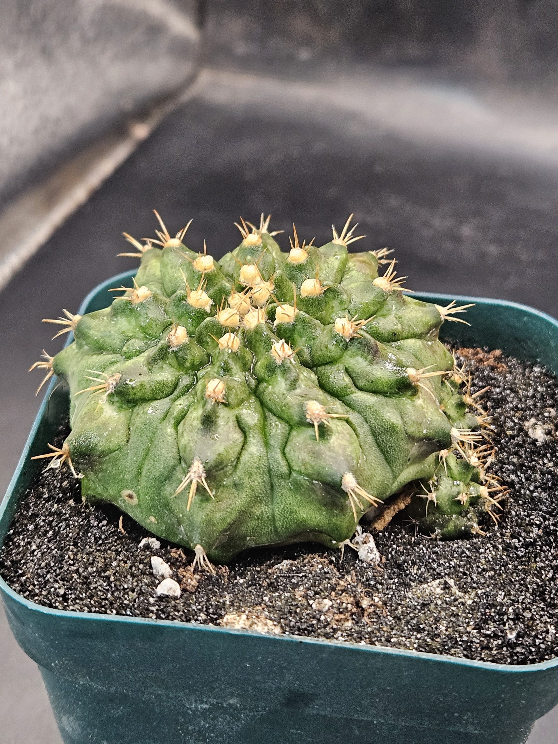 Jumanji Clone Gymnocalycium mihanovichii clone