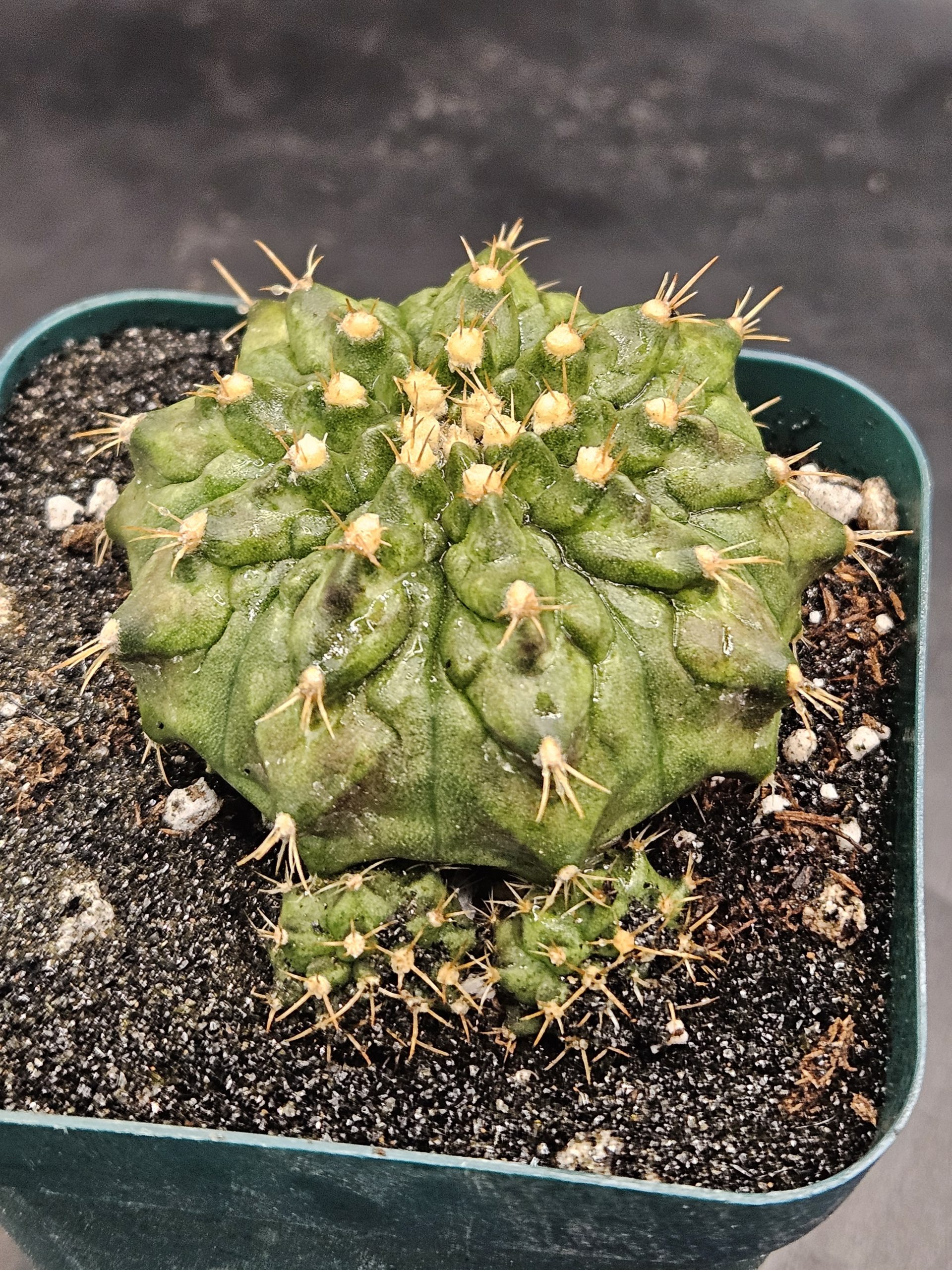 Jumanji Clone Gymnocalycium mihanovichii clone