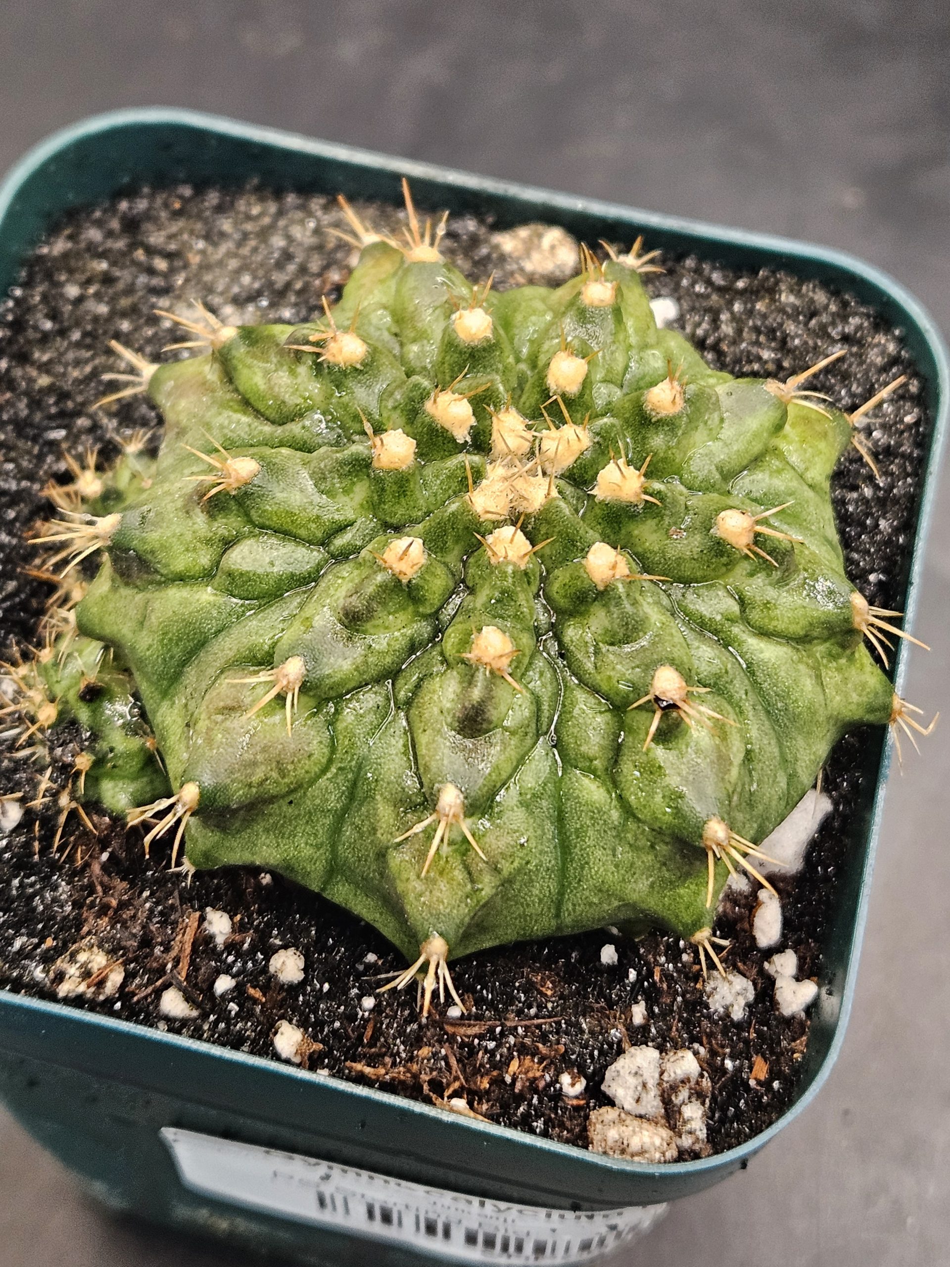 Jumanji Clone Gymnocalycium mihanovichii clone