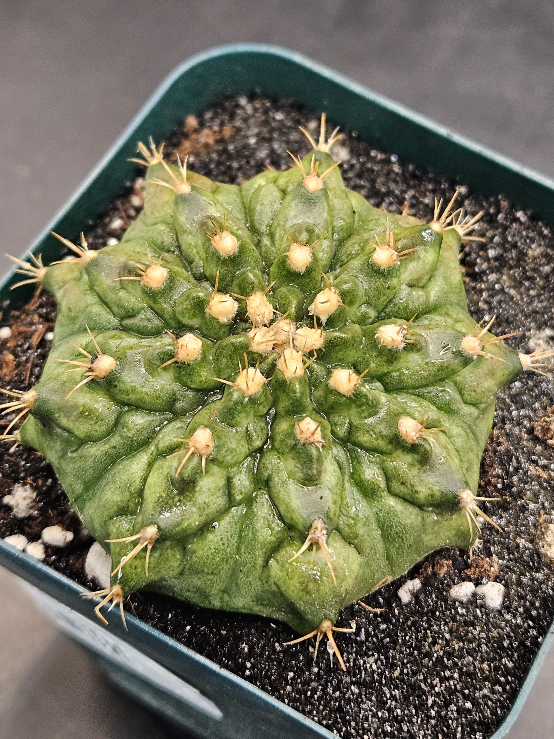 Jumanji Clone Gymnocalycium mihanovichii clone