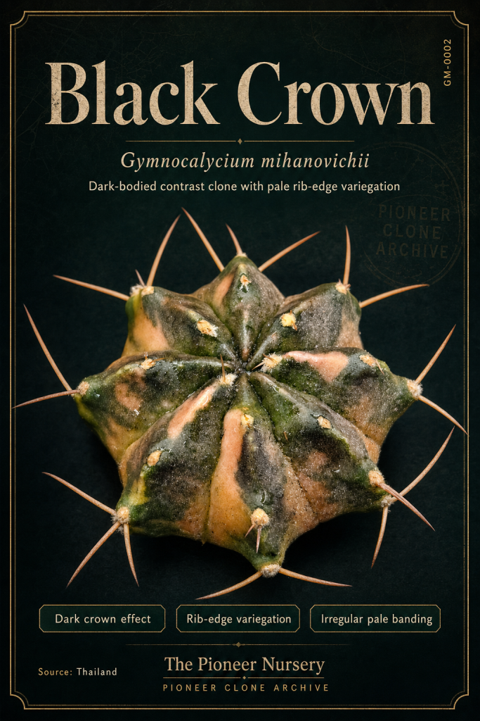 Black Crown Gymnocalycium mihanovichii clone profile