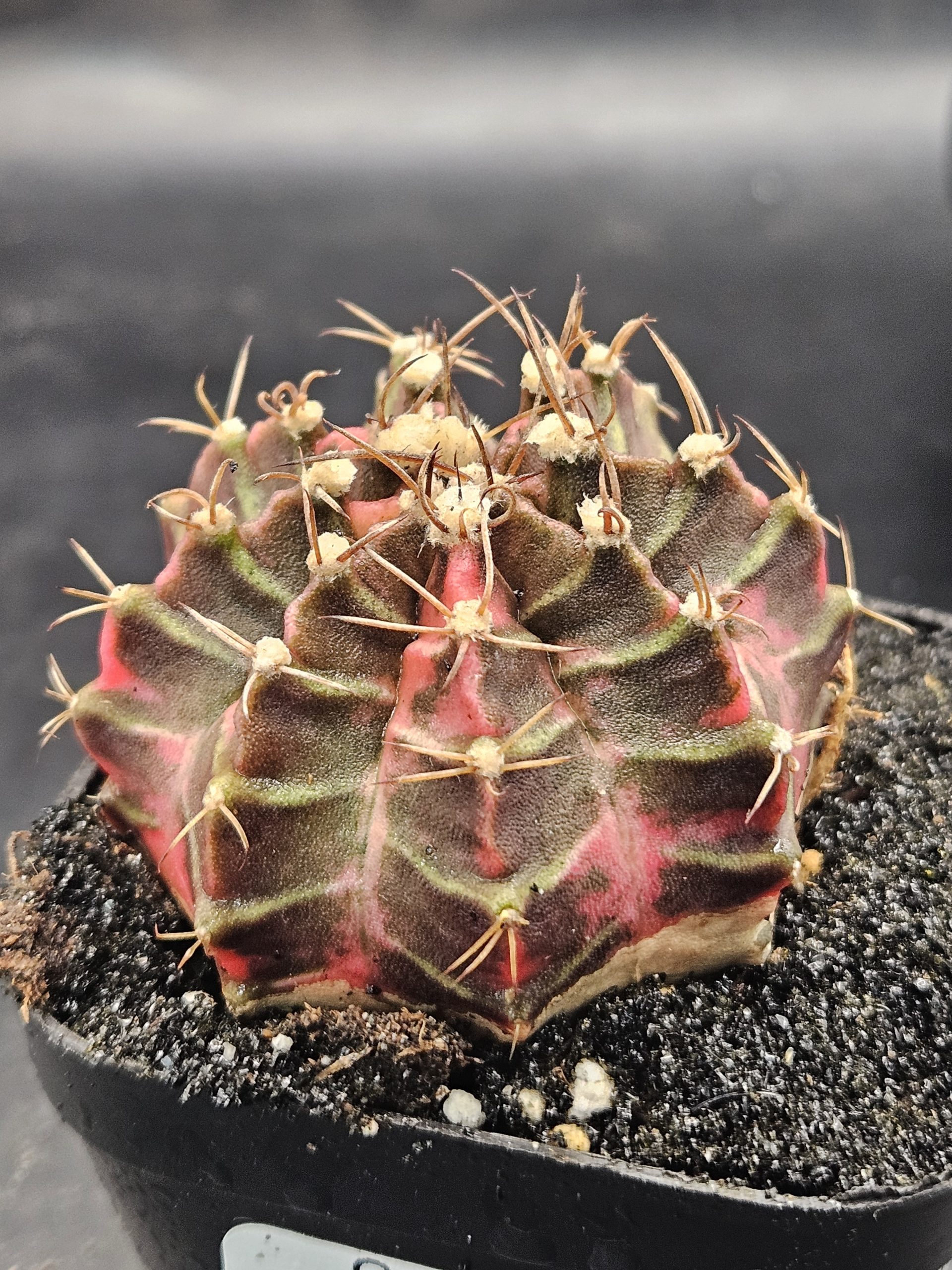 Kongjak Gymnocalycium mihanovichii clone