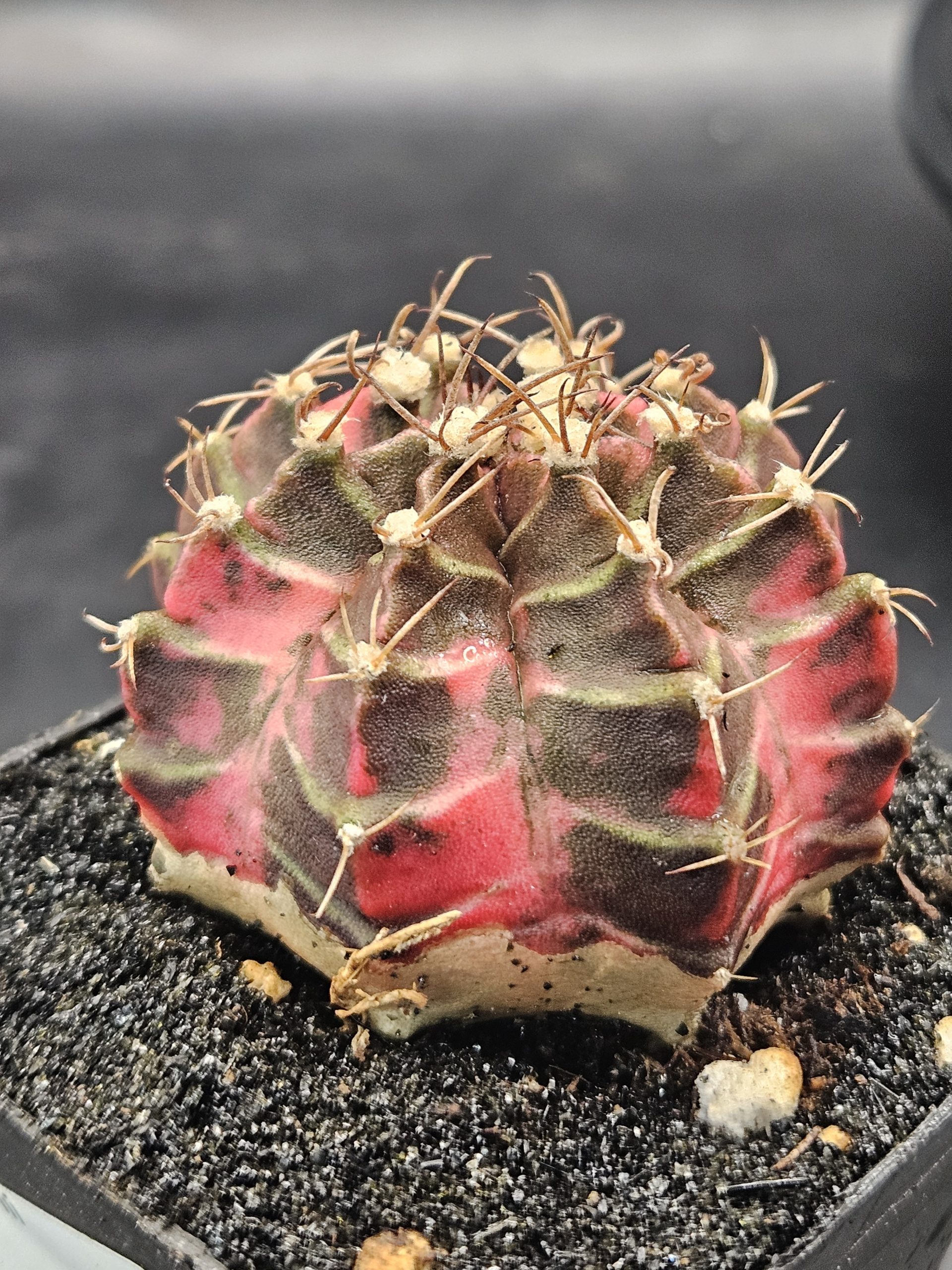 Kongjak Gymnocalycium mihanovichii clone