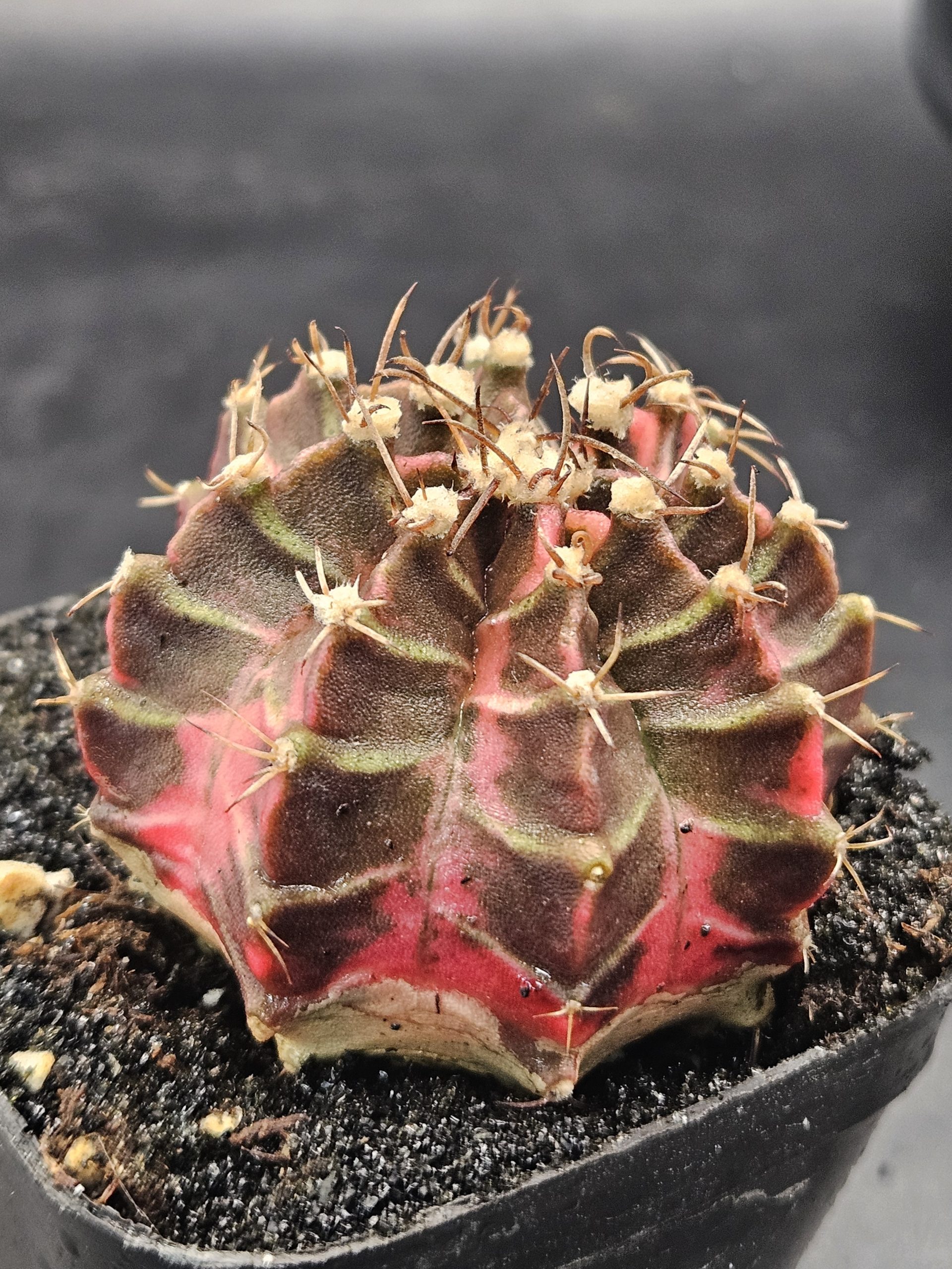 Kongjak Gymnocalycium mihanovichii clone