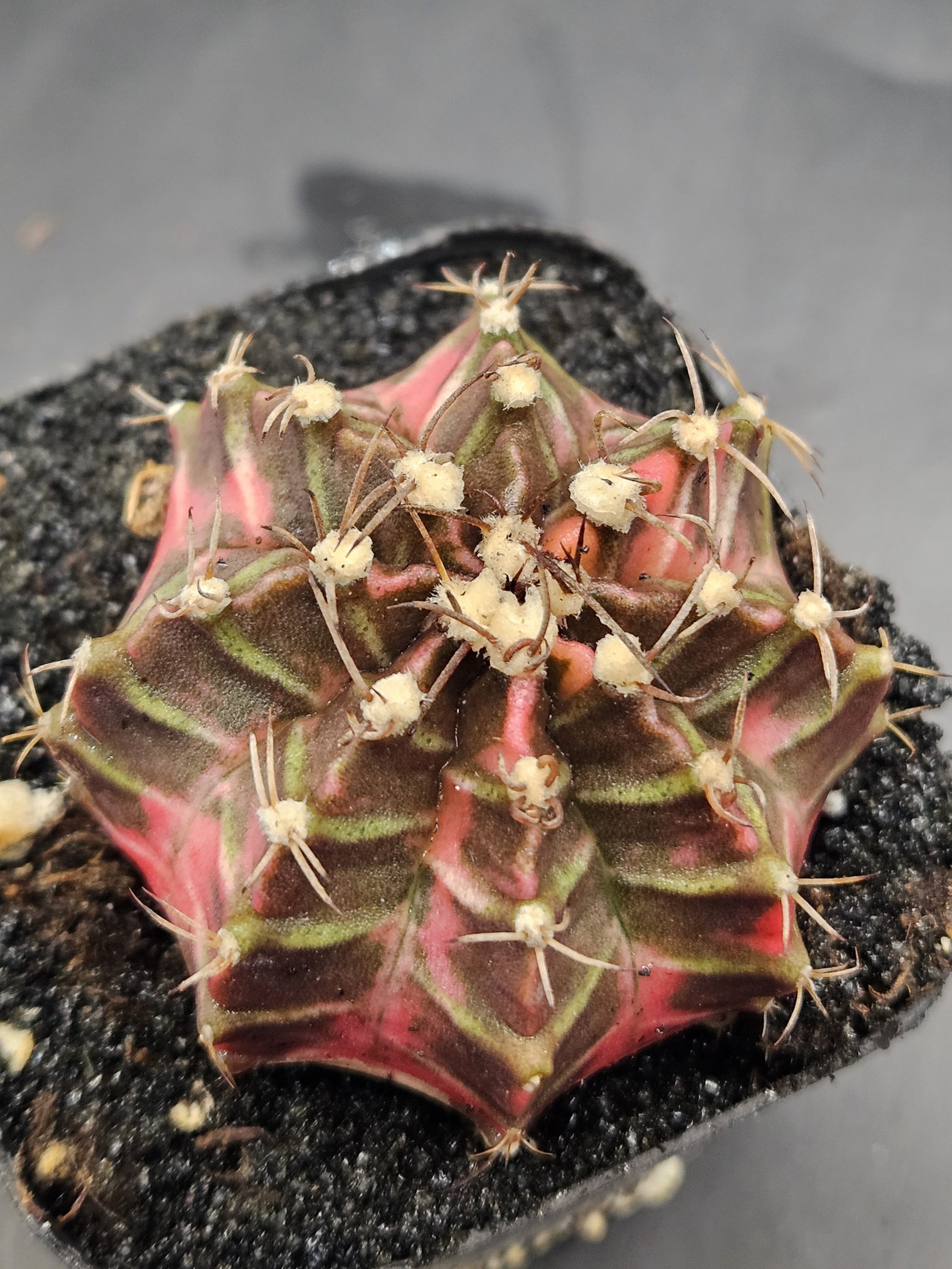 Kongjak Gymnocalycium mihanovichii clone