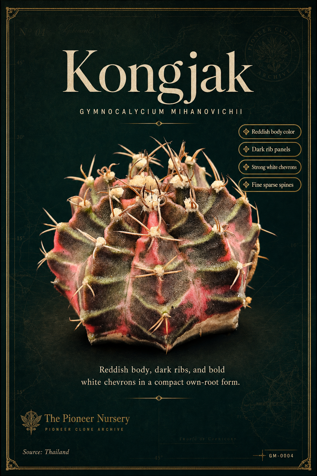 Kongjak Gymnocalycium mihanovichii clone profile