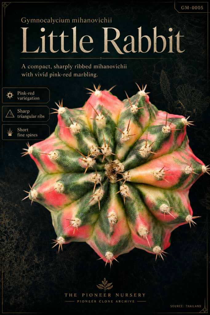 Little Rabbit Gymnocalycium mihanovichii clone profile