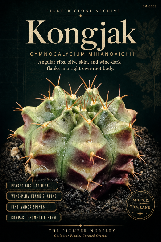 Kongjak Gymnocalycium mihanovichii clone profile