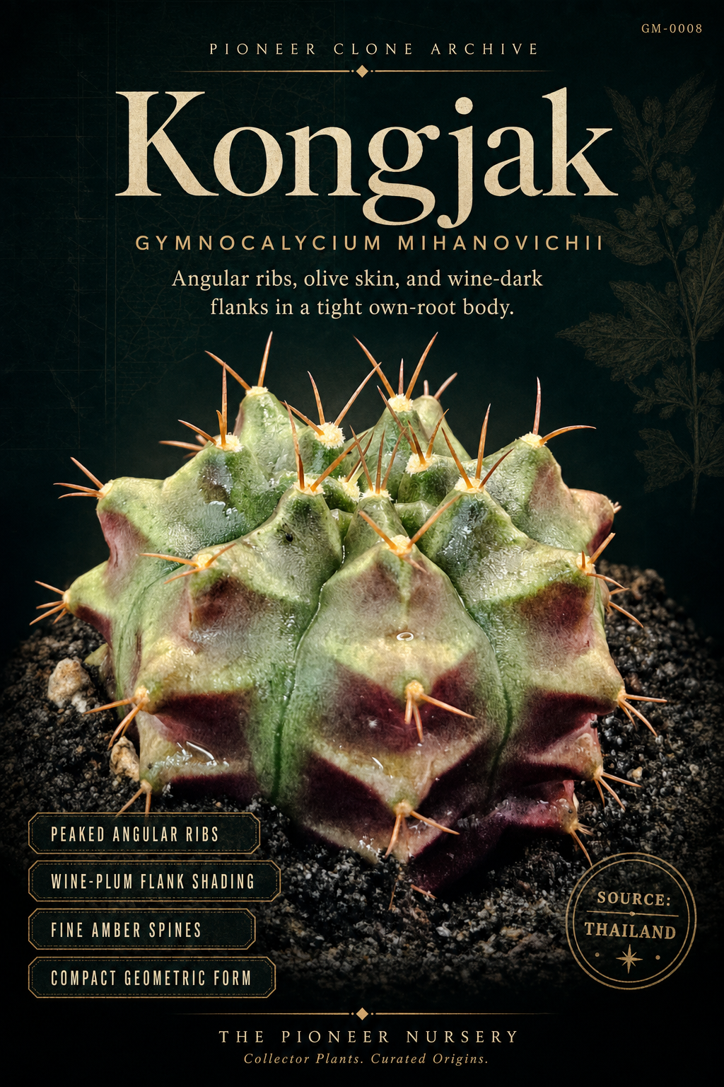Kongjak Gymnocalycium mihanovichii clone profile
