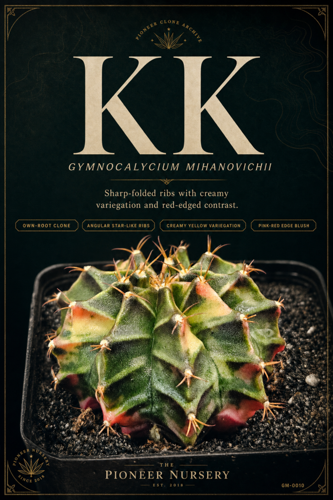 KK Gymnocalycium mihanovichii clone profile