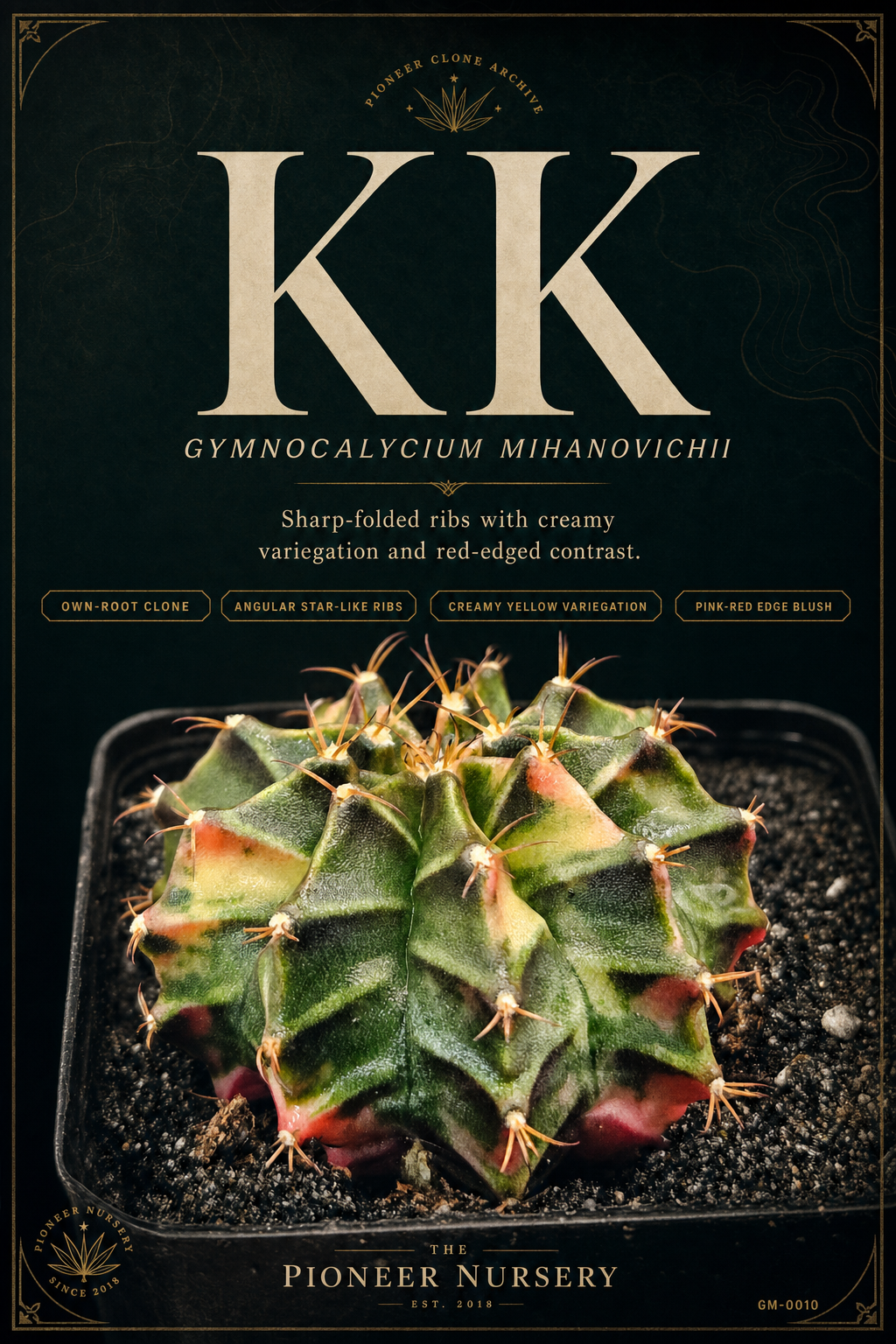 KK Gymnocalycium mihanovichii clone profile