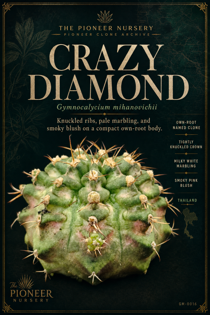 Crazy Diamond Gymnocalycium mihanovichii clone profile