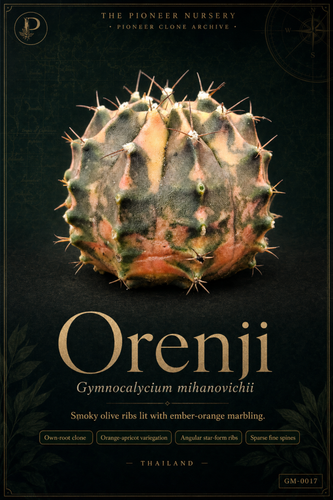 Orenji Gymnocalycium mihanovichii clone profile
