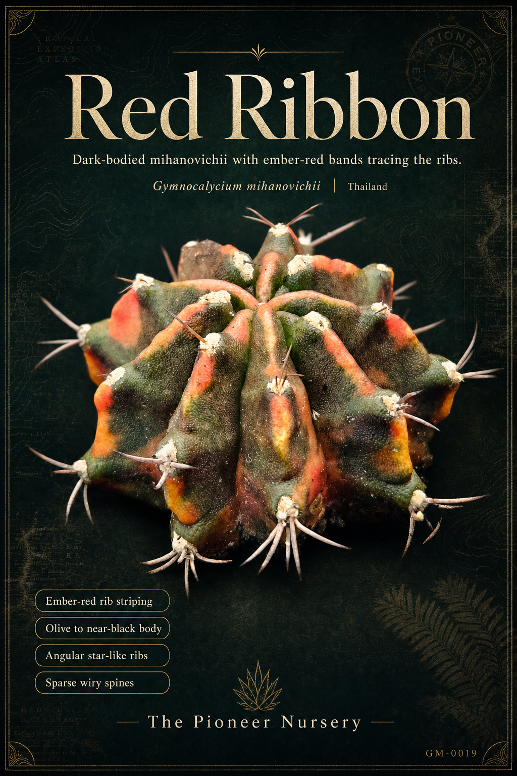 Red Ribbon Gymnocalycium mihanovichii clone profile