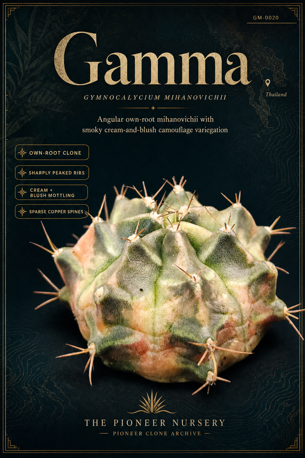 Gamma Gymnocalycium mihanovichii clone profile
