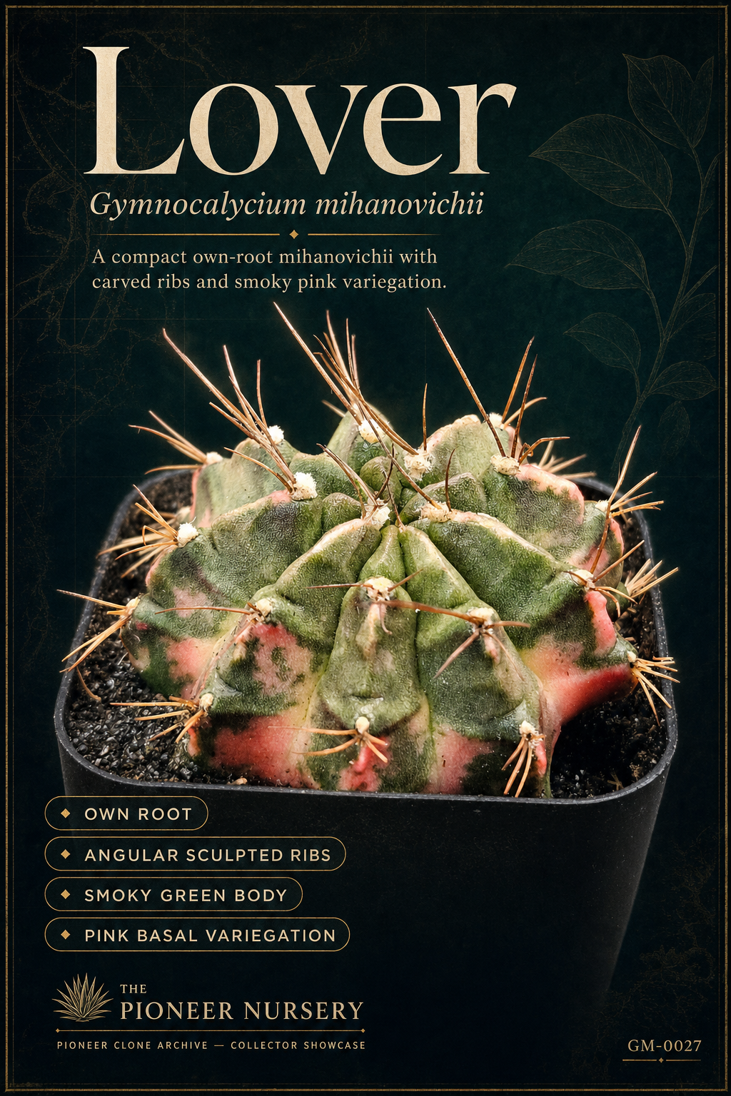 Lover Gymnocalycium mihanovichii clone profile