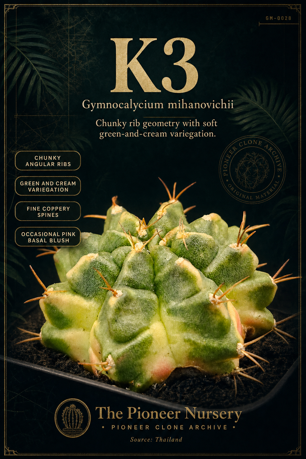 K3 Gymnocalycium mihanovichii clone profile