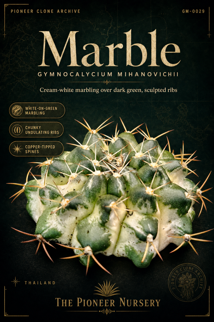Marble Gymnocalycium mihanovichii clone profile