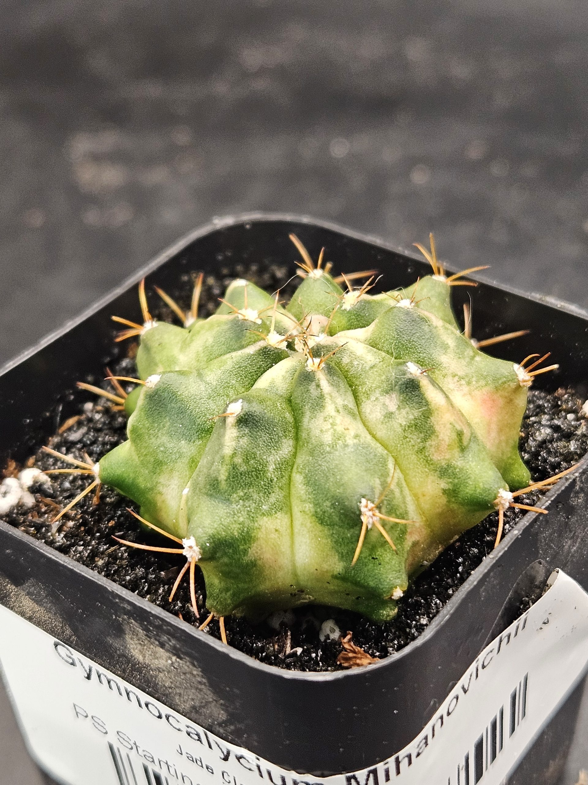 Jade Gymnocalycium mihanovichii clone