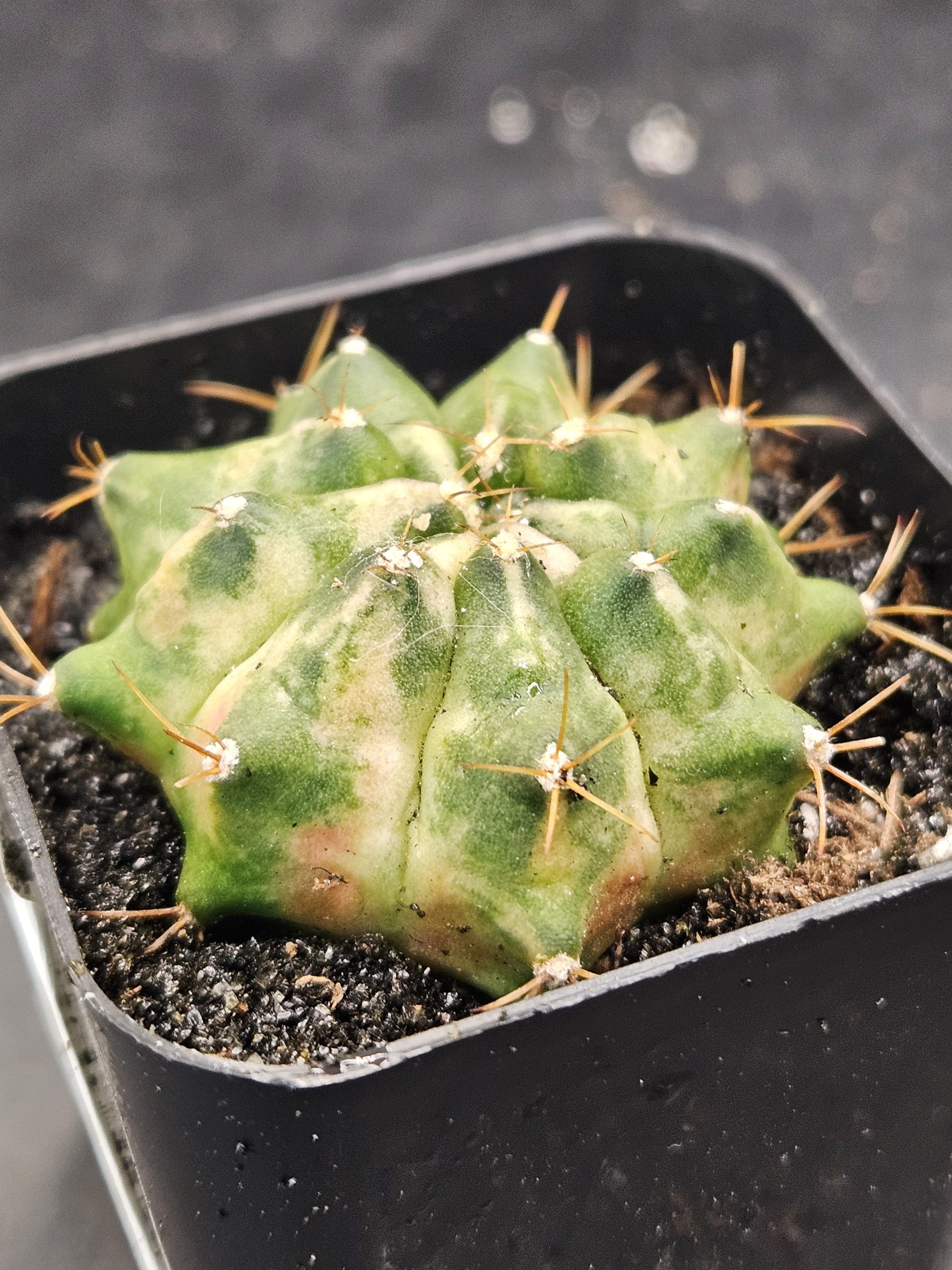 Jade Gymnocalycium mihanovichii clone