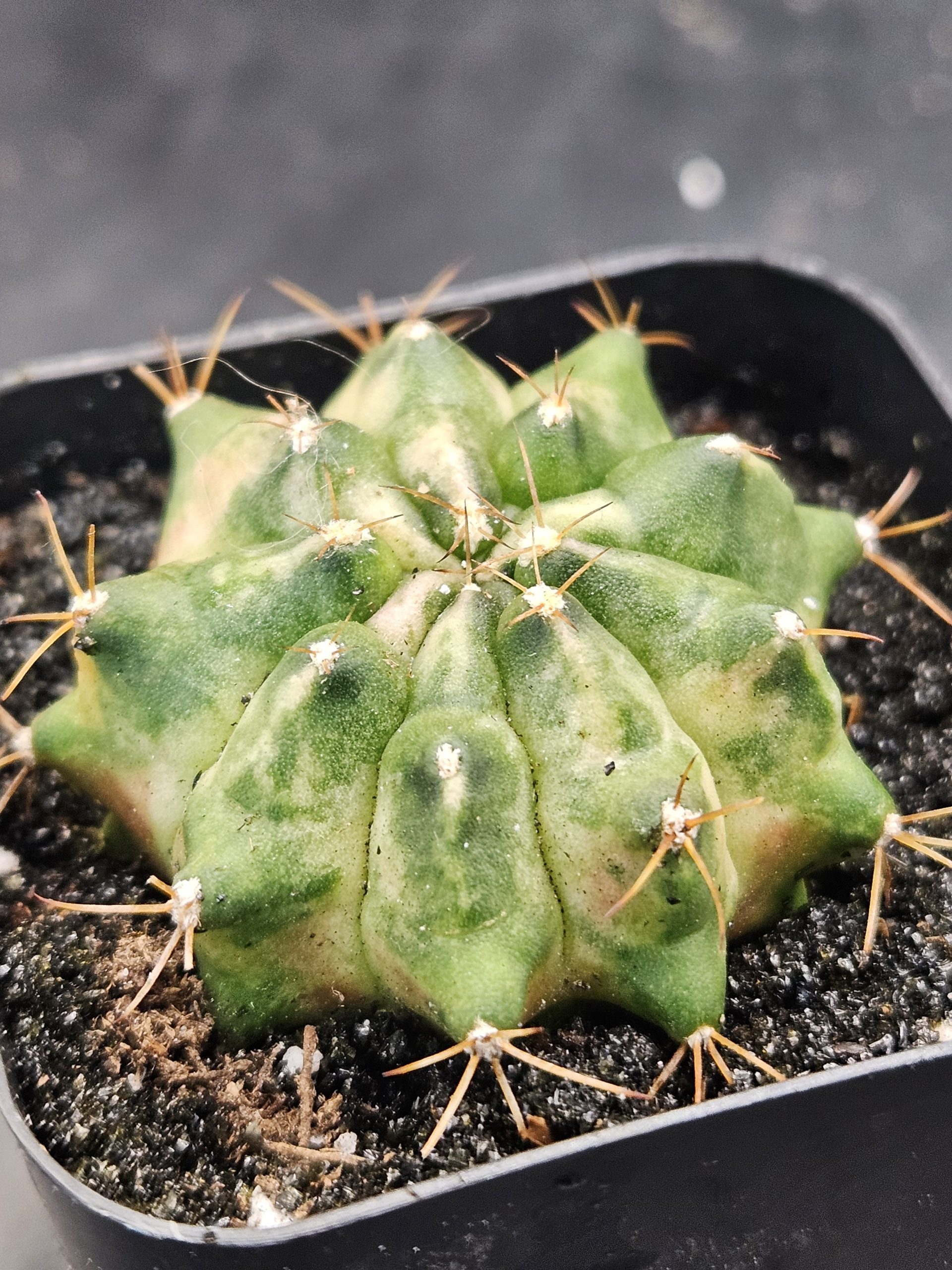 Jade Gymnocalycium mihanovichii clone