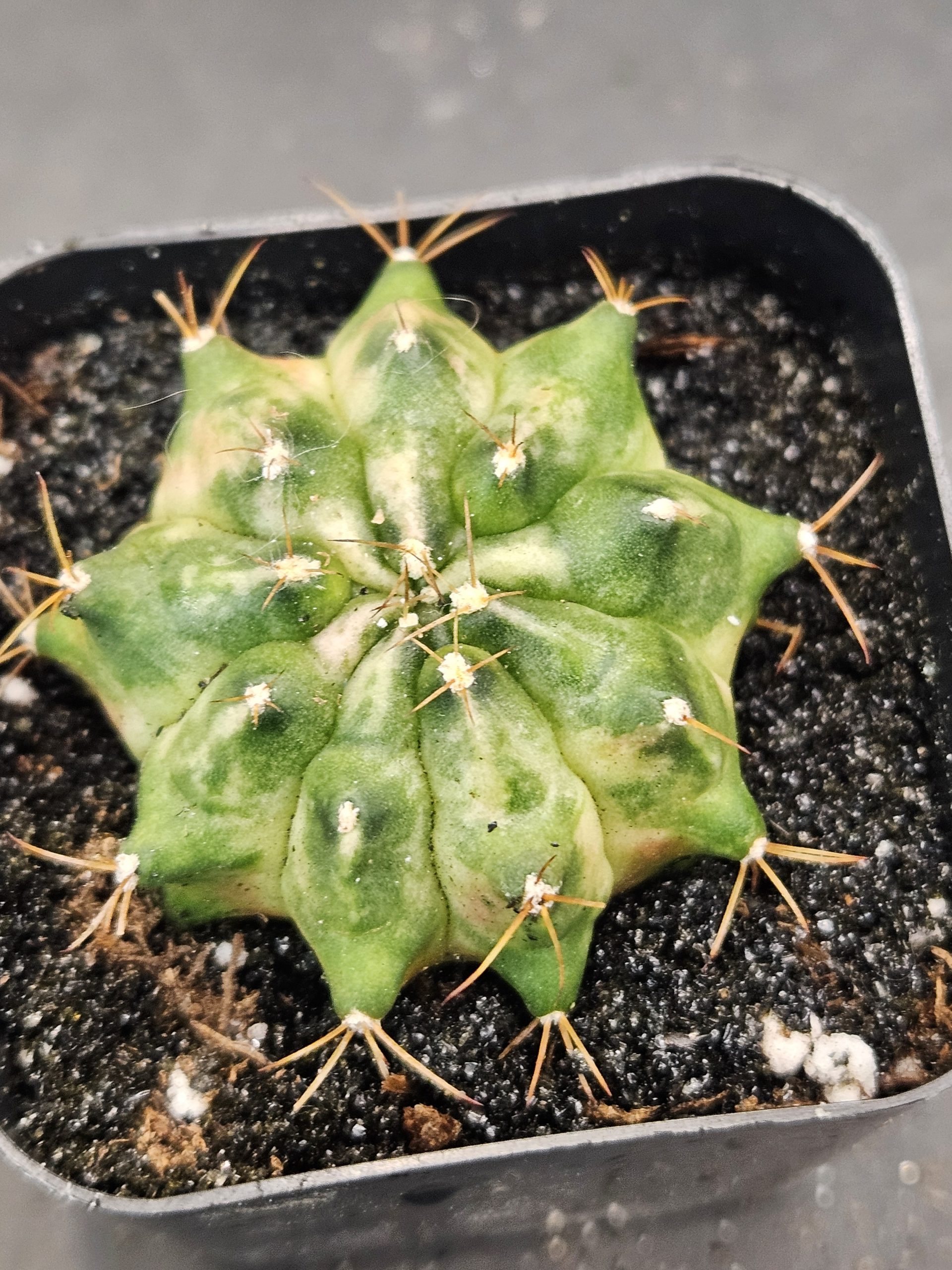 Jade Gymnocalycium mihanovichii clone