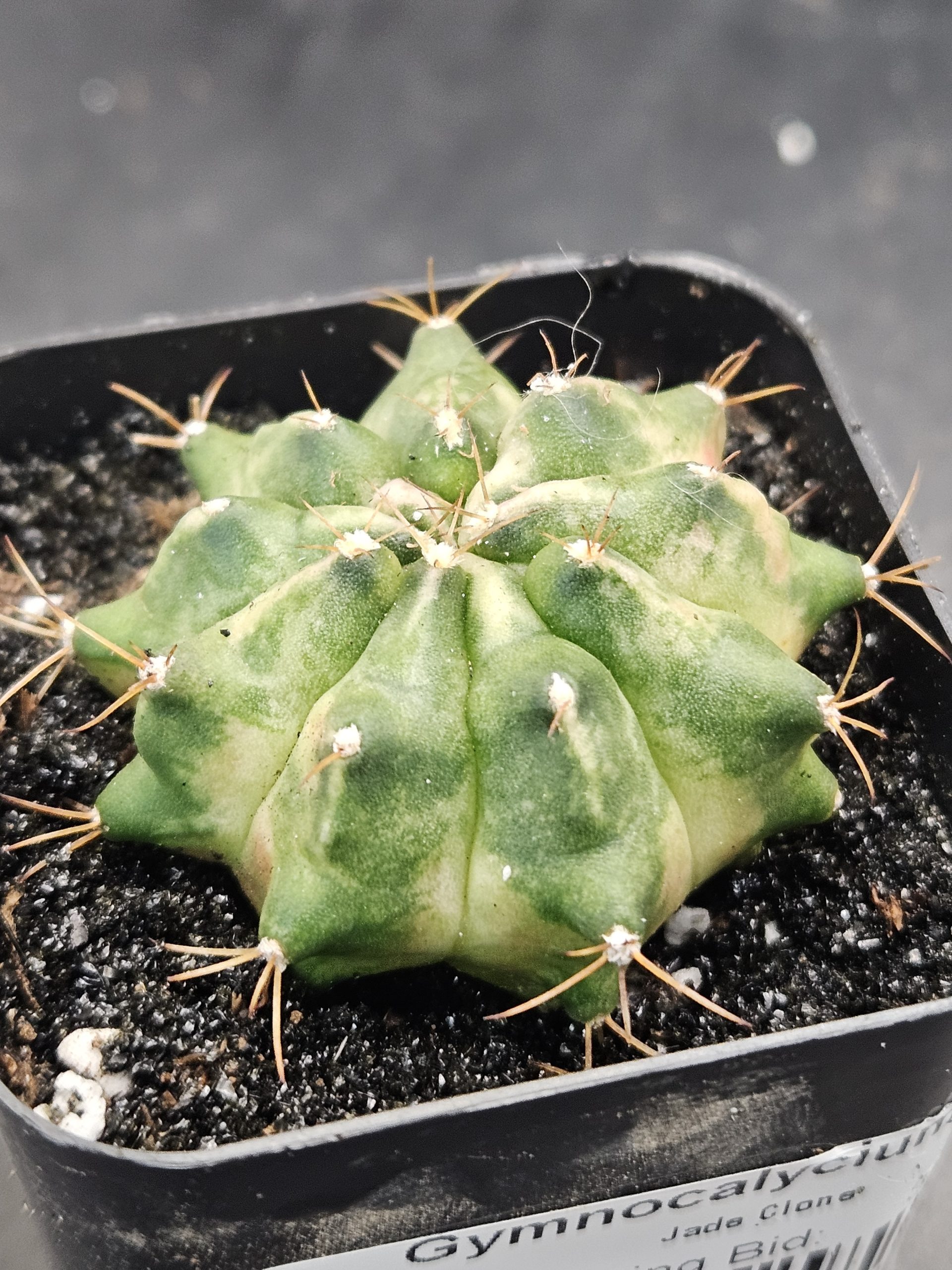 Jade Gymnocalycium mihanovichii clone