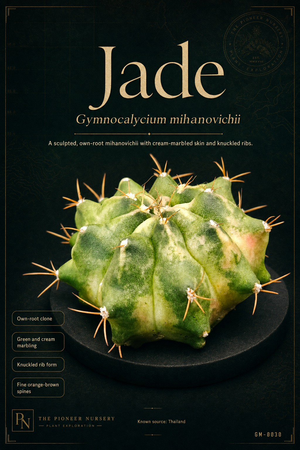 Jade Gymnocalycium mihanovichii clone profile