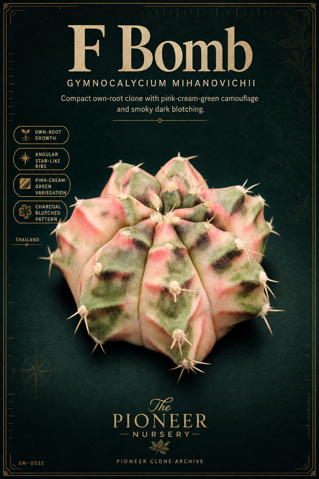 F Bomb Gymnocalycium mihanovichii clone profile