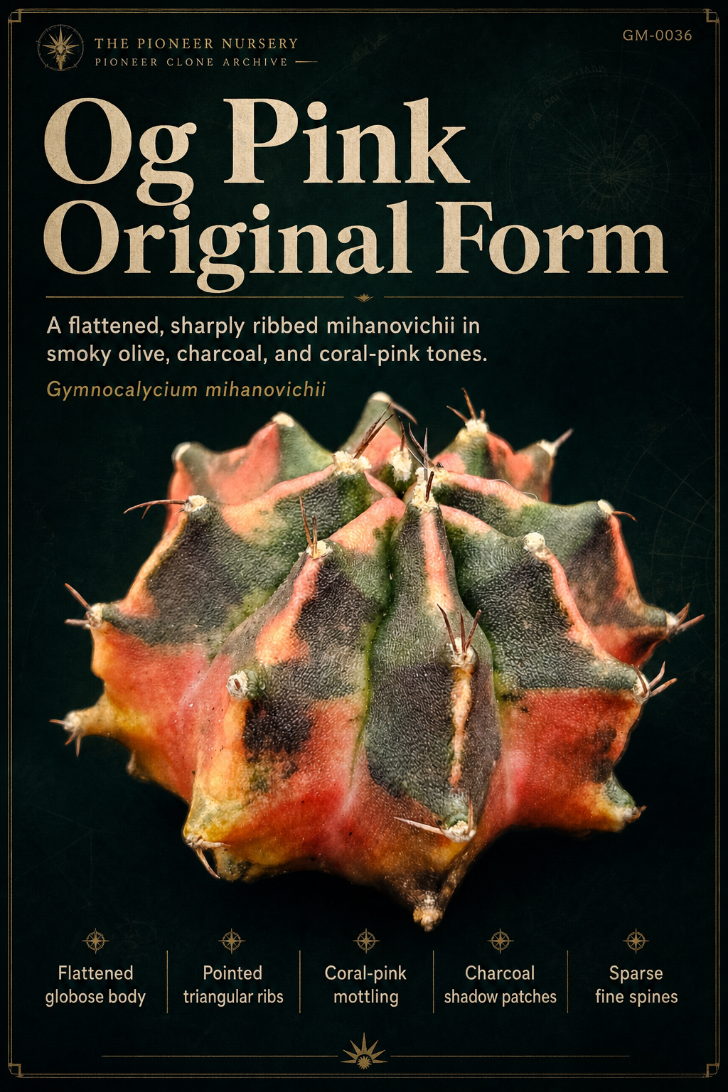 Og Pink Original Form Gymnocalycium mihanovichii clone profile