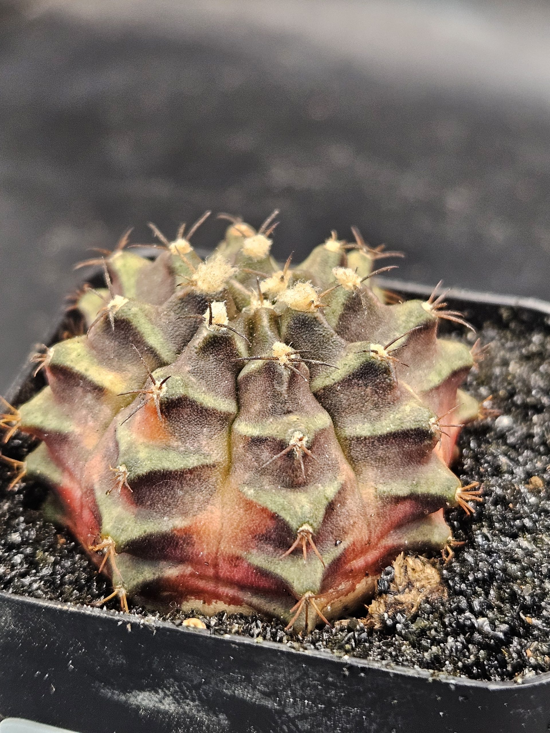 Season Gymnocalycium mihanovichii clone