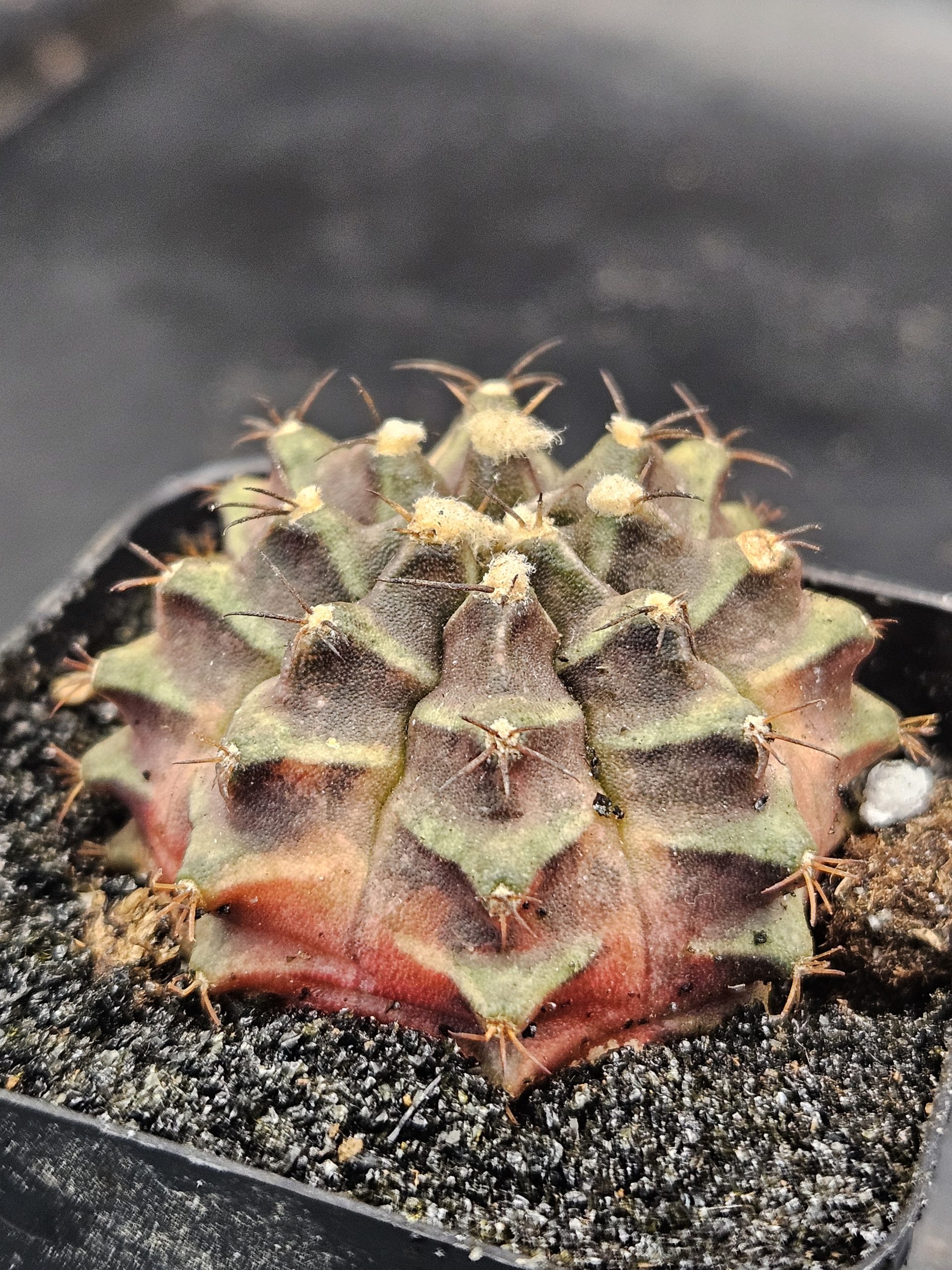 Season Gymnocalycium mihanovichii clone