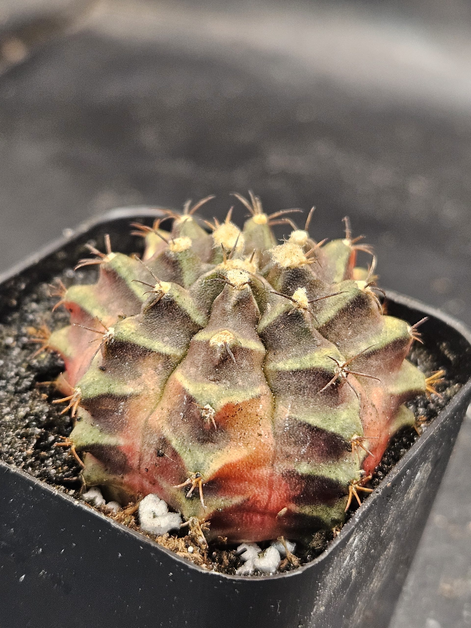 Season Gymnocalycium mihanovichii clone