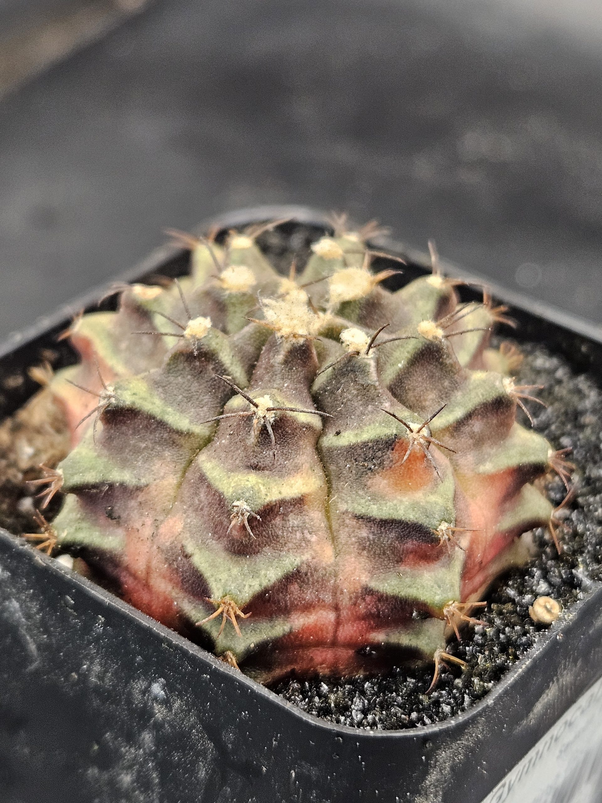 Season Gymnocalycium mihanovichii clone