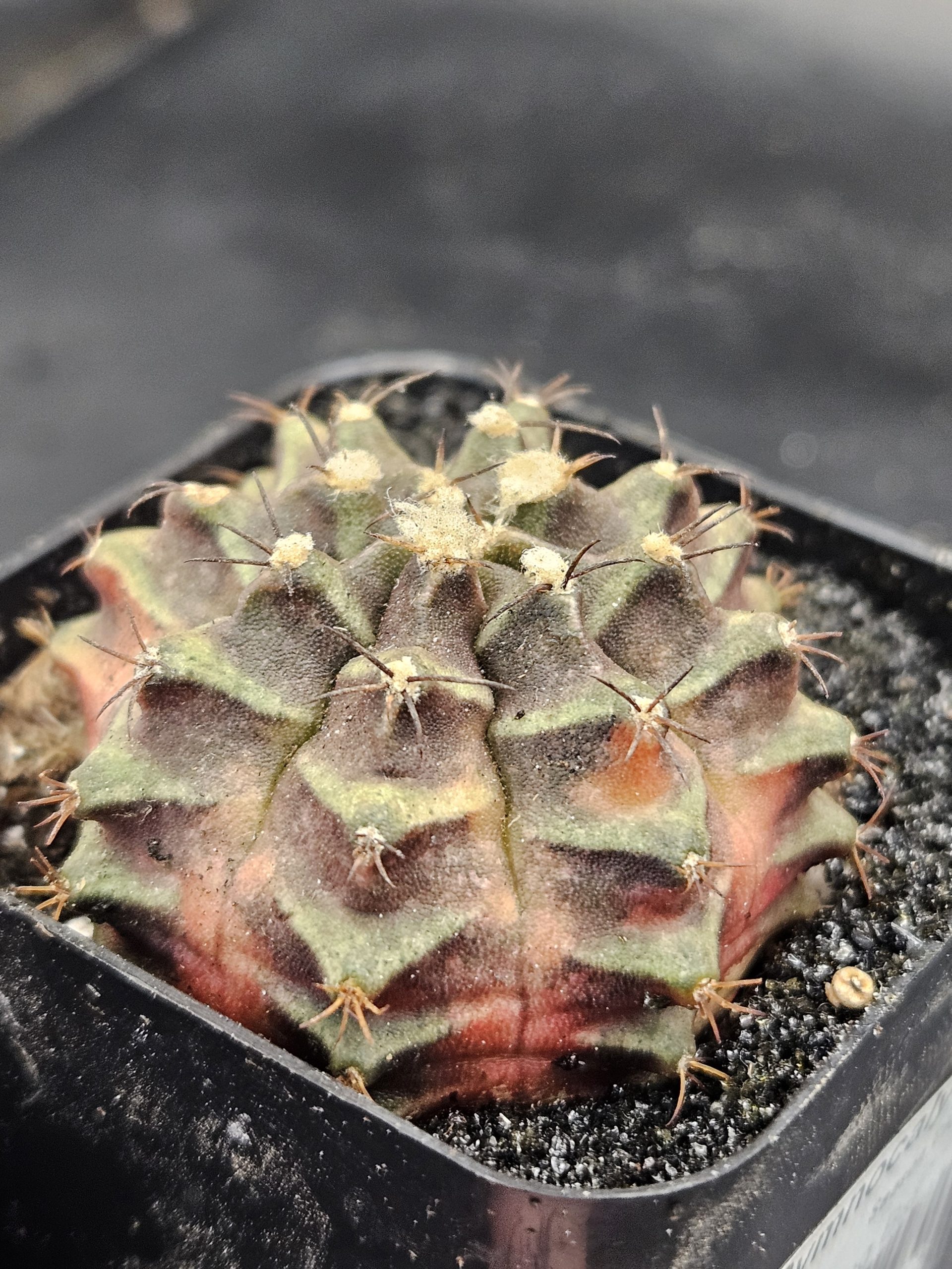 Season Gymnocalycium mihanovichii clone
